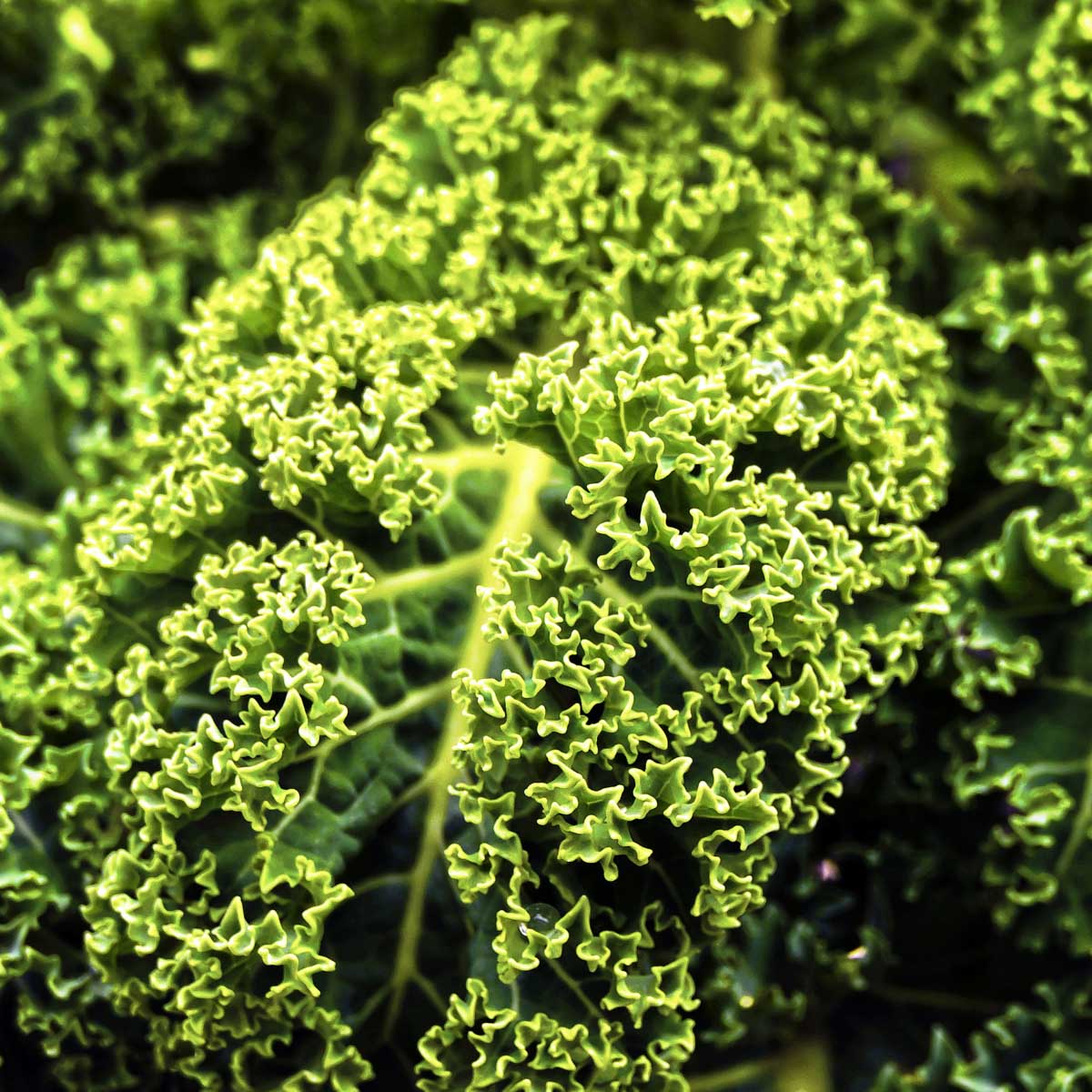 close up of kale leaves.