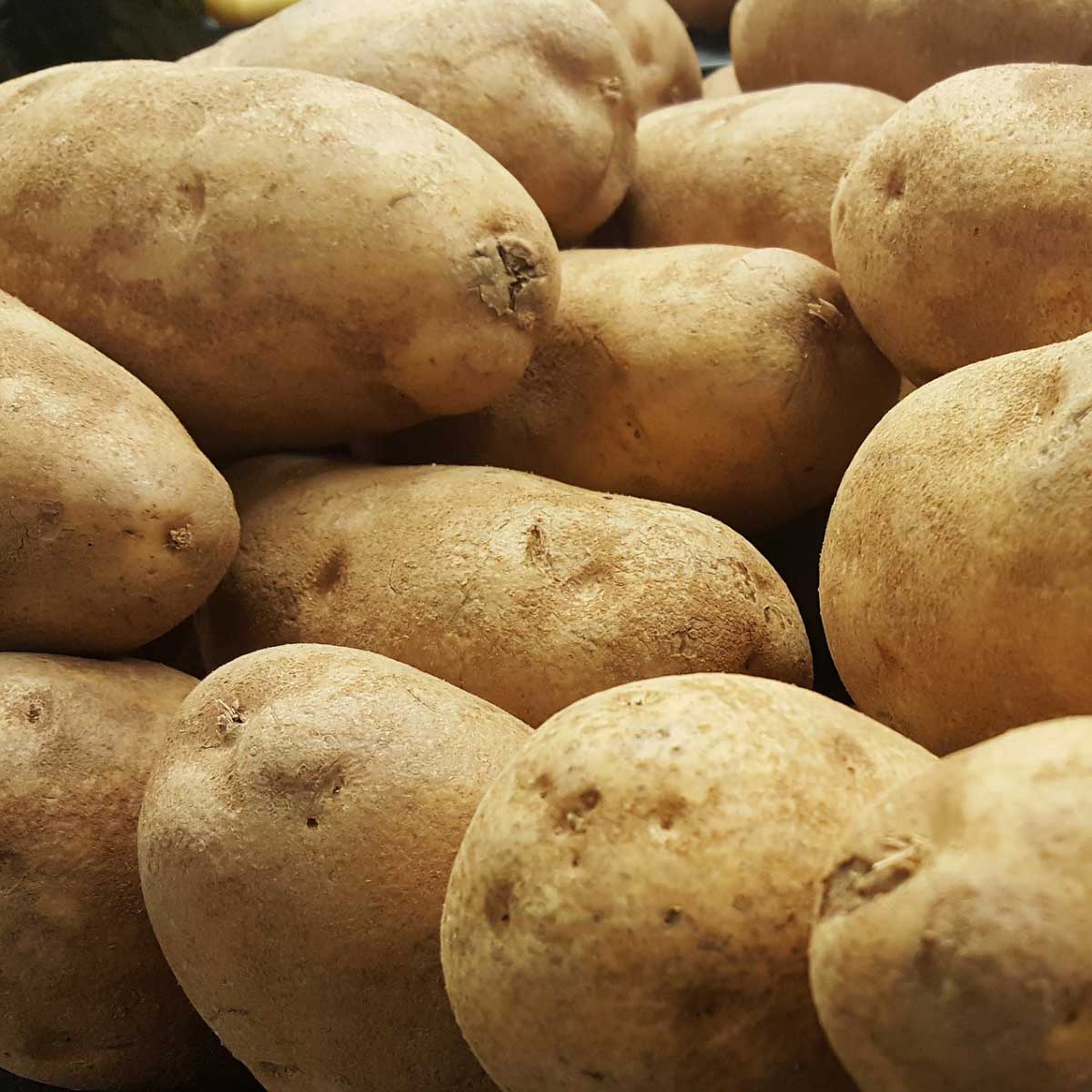 closeup of russet potatoes.