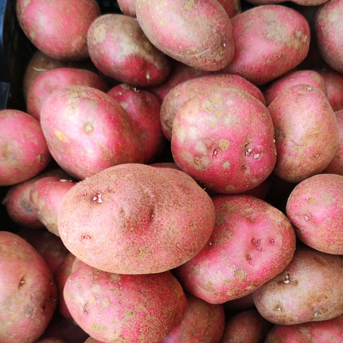 closeup of red potatoes.