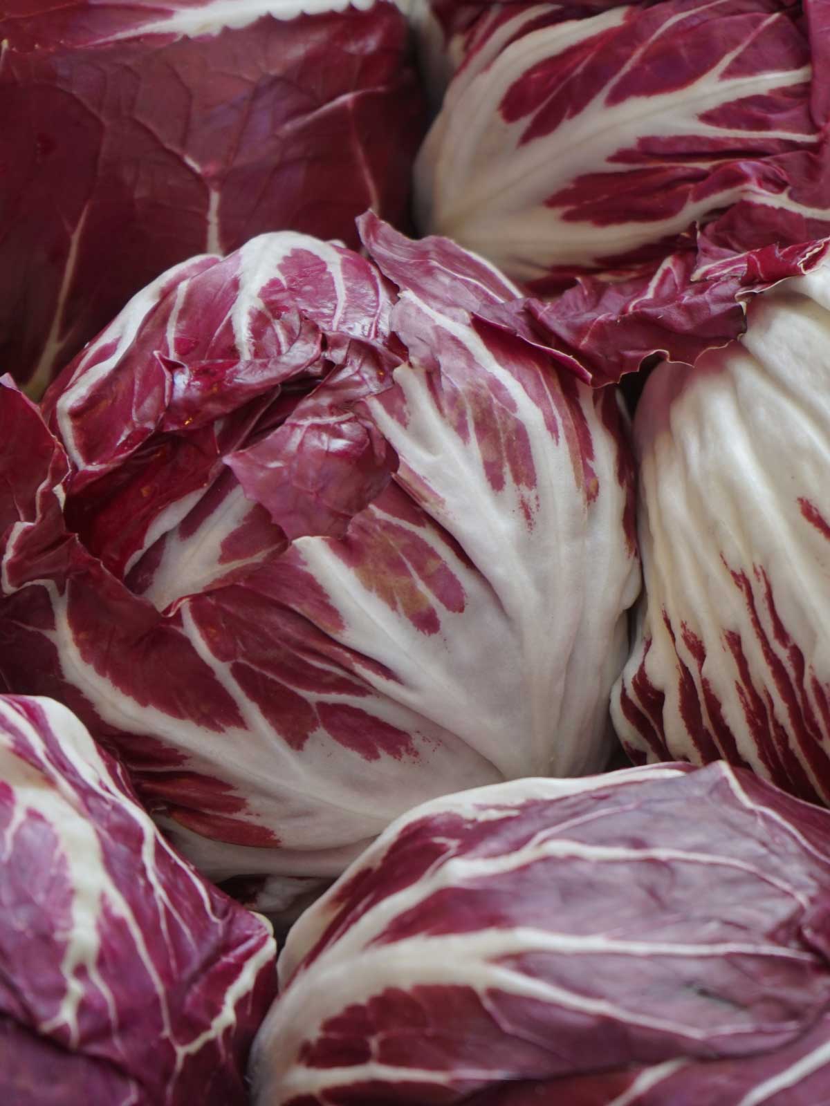 close up of radicchio.  